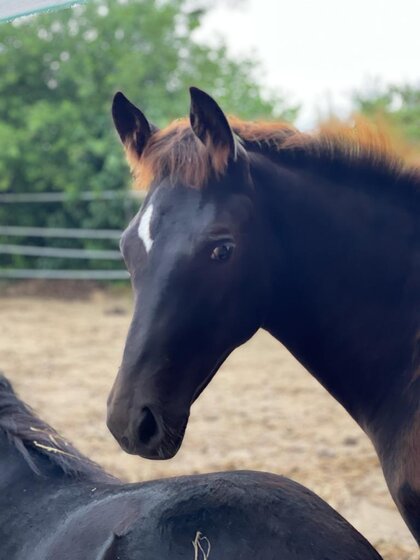 SF*2021 Taratino - Floriscount - Sandro Hit